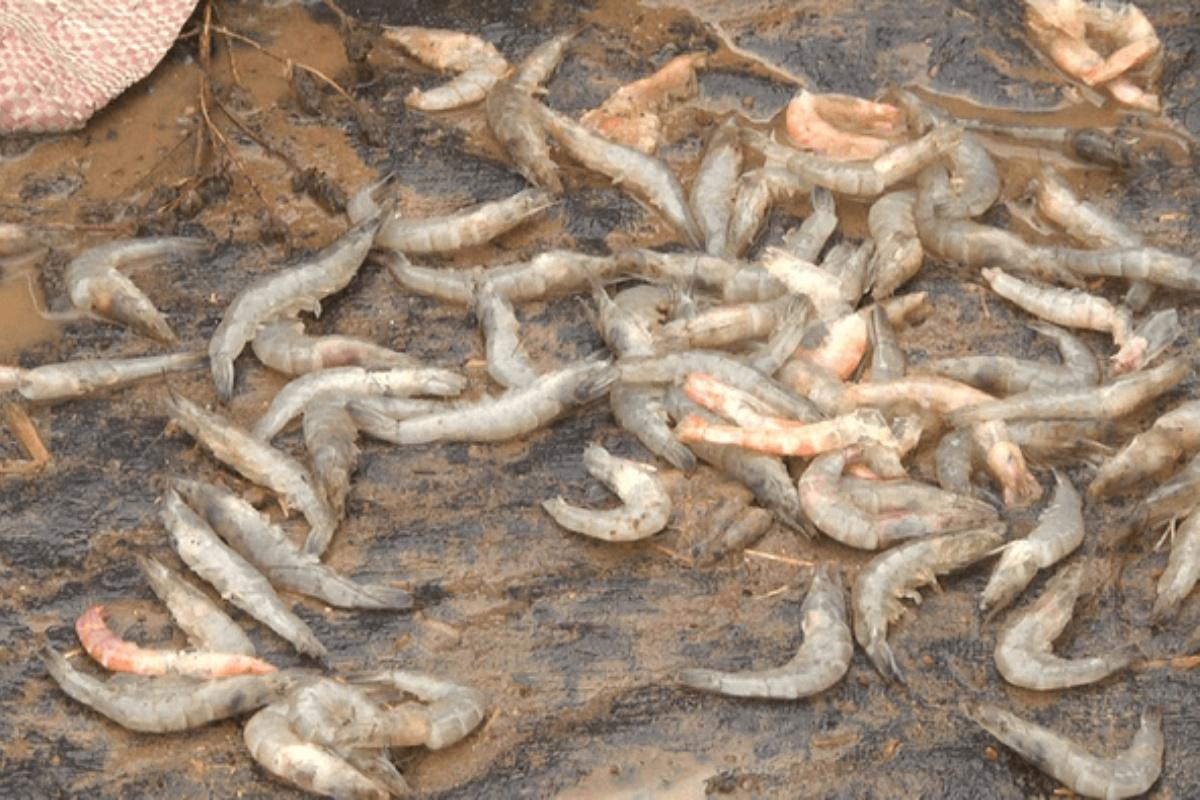 Quan trắc môi trường nước nuôi trồng thủy sản toàn diện giúp đánh giá sức khỏe ao nuôi và phát hiện sớm các nguy cơ tiềm ẩn, đảm bảo vụ mùa bội thu cho người nuôi.